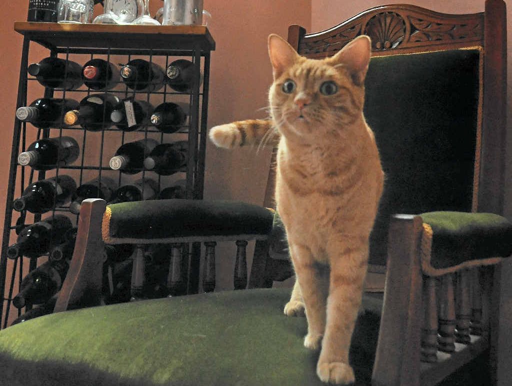 ON DUTY: The Abbey’s very own ghost hunter, Basil the cat. ON DUTY: The Abbey’s very own ghost hunter, Basil the cat.